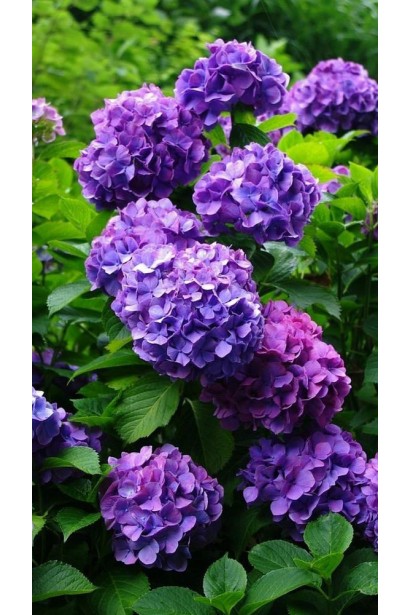 Гортензії з яскравим забарвленням завдяки сульфату алюмінію.